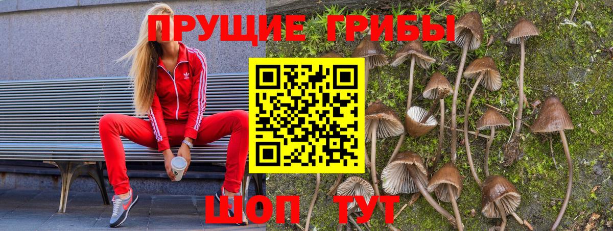 Хасавюрт  Галлюциногенные грибы Cubensis  Вход с VPN 